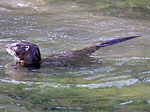 River Otter